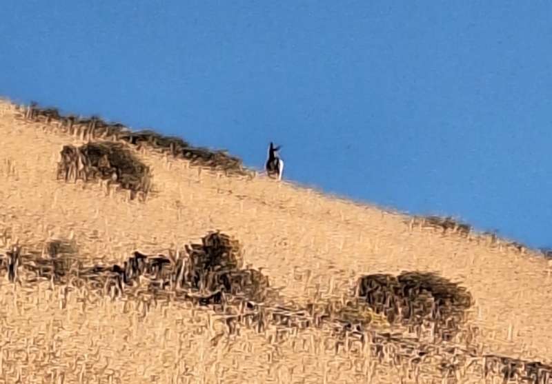 I saw two small herds of antelope on the way there. Getting pictures is hard to do!